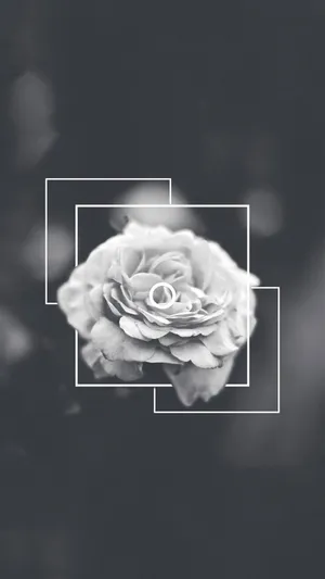 Aesthetic Monochrome Rose Tumblr Photography Iphone Wallpaper