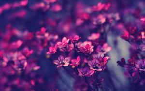 Aesthetic Purple Flowers Laptop Wallpaper