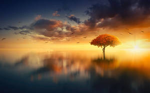 Aesthetic Sunset With Yellow Autumn Tree Wallpaper