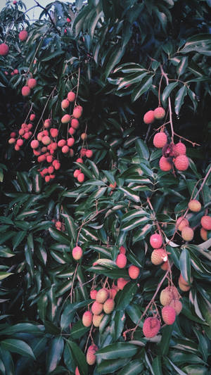 Aesthetic Vsco Hanging Lychee Fruits Wallpaper