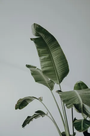 Aesthetic Young Banana Leaves Plants Wallpaper