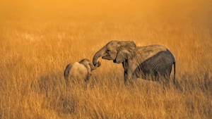 African Animals Baby Elephants Wallpaper