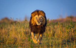 African Animals Large Lion Wallpaper