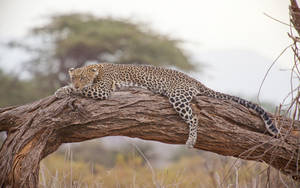 African Animals Leopard Trunk Wallpaper