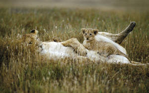 African Animals Lioness Cubs Wallpaper