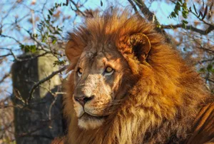 African Barbary Lion Wallpaper