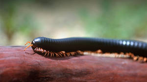 African Black Millipede On The Move Wallpaper