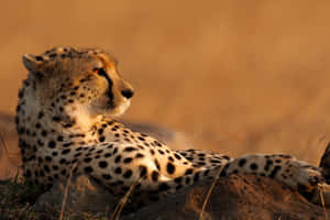 African Cheetah Running In The Savannah Wallpaper