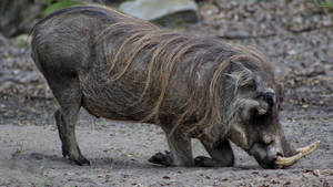 African Grand Old Wild Boar Wallpaper