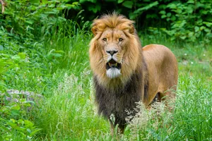 African Male Lion Wallpaper