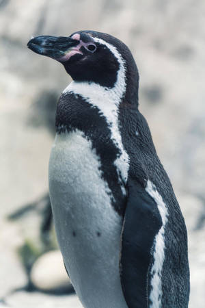 African Penguin Wallpaper