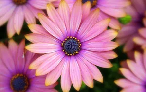African Yellow And Purple Daisies Wallpaper