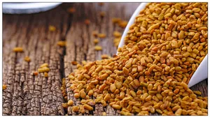 Aged Fenugreek Seeds Wallpaper