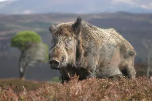 Aged Wild Boar Wallpaper
