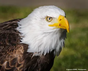 Aguila White And Brown Feathers Wallpaper