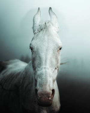 Akhal-teke Horse Face Wallpaper