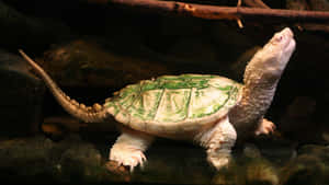 Albino Snapping Turtle Rocks Wallpaper