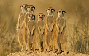 Alert Meerkat Group Standing Wallpaper