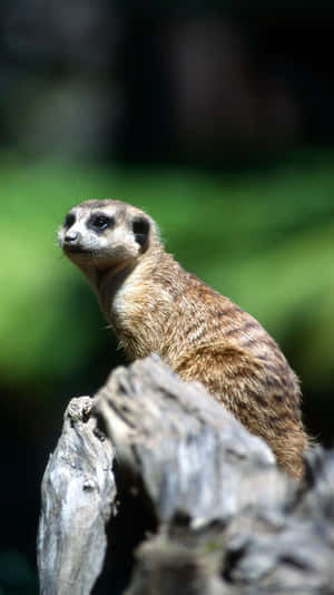 Alert Meerkat On Lookout.jpg Wallpaper