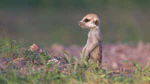 Alert Meerkat On Watch.jpg Wallpaper