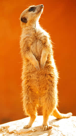 Alert Meerkat Standing Watch Wallpaper