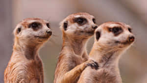 Alert Meerkats Gathering.jpg Wallpaper