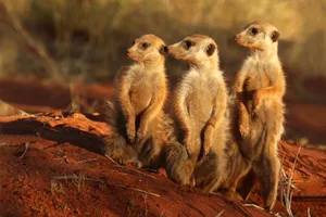 Alert Meerkats Standing Watch Wallpaper