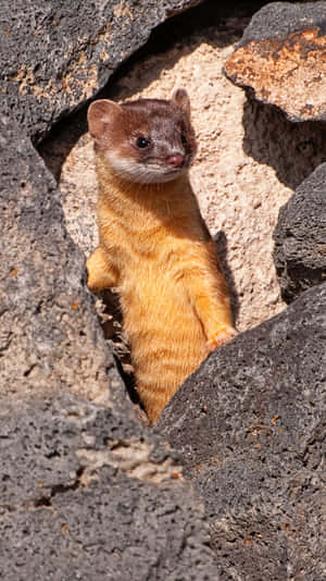 Alert Weasel Peeking Out From Rocks.jpg Wallpaper