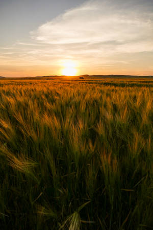 Algeria Green Fields Sunset Sky Wallpaper