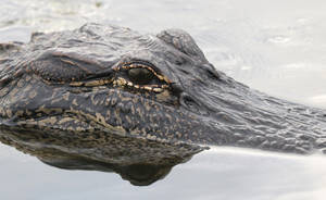 Alligator With Black Eyes Wallpaper