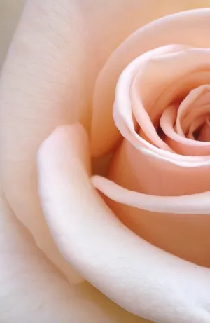 Allure Of Nature - A Stunning Vibrant Red Rose Wallpaper