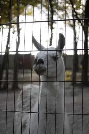 Alpaca Behind A Fence Wallpaper