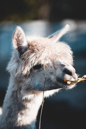 Alpaca Eating Plant Wallpaper