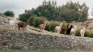 Alpaca Herd On Ledge Wallpaper
