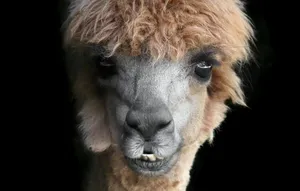 Alpaca On A Black Background Wallpaper