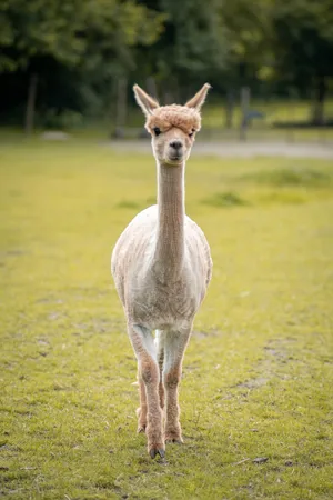 Alpaca Walking Forward Wallpaper