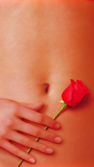 American Beauty Rose Hand Wallpaper