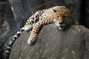 American Jaguar Wallpaper
