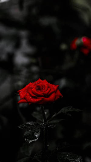 Amoled Red Rose 4k Wallpaper