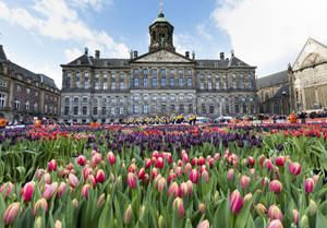 Amsterdam Royal Palace Pink Tulips Wallpaper
