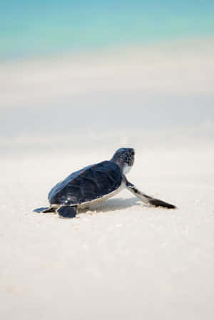 An Adorable Baby Turtle Swims In The Ocean. Wallpaper