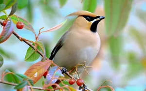 An Assortment Of Fresh And Colorful Berries Close-up Wallpaper