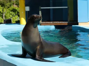 An Elegant Sea Lion Lounging On A Rock Wallpaper