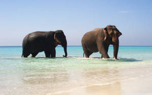 An Elephant Couple Chilling In The Sea Wallpaper