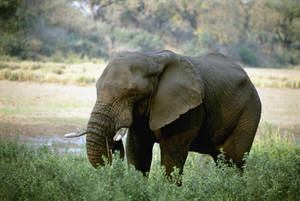An Elephant Walking In The Wild African Wilderness Wallpaper