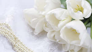 An Exquisite White Rose, Shining In Its Beauty Wallpaper