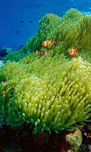 An Eye-catching Clown Fish Looking Into The Iphone Lens Wallpaper