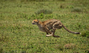 An Hd Image Of A Cheetah Running In Its Natural Habitat. Wallpaper