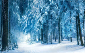 An Idyllic Snowy Winter Forest Wallpaper