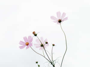 An Illustration Of A Minimalist Flower Wallpaper